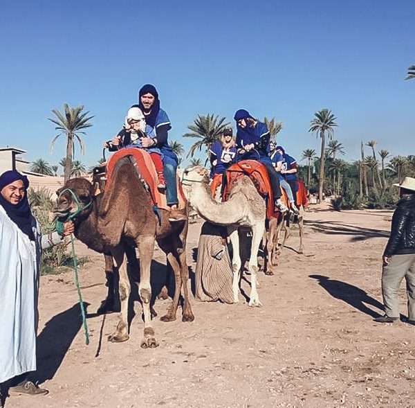 camel ride, marrakech, camels, palm trees