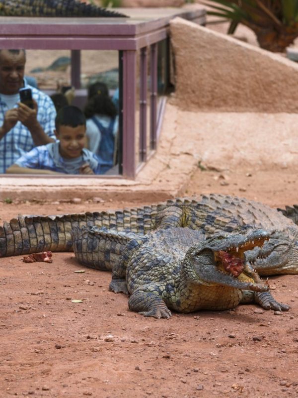 Krokodilų parkas Agadire (Crocoparc)