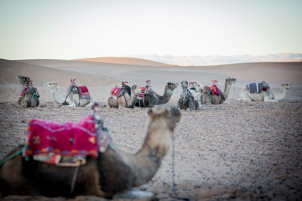 camels, desert, morocco, sand, dunes