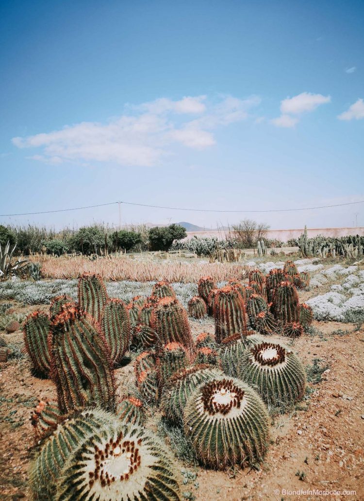 cactus cacti morocco marrakech nursery