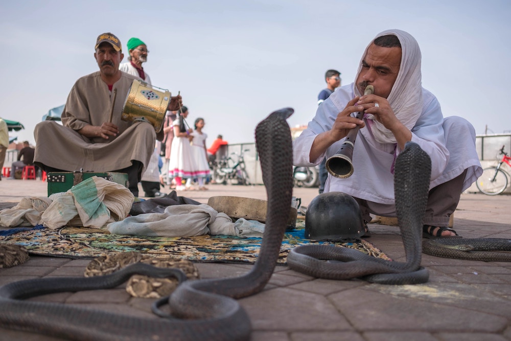jemaa el fna snakes morocco marrakech