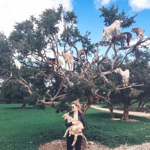 goats-in-the-trees-essaouira