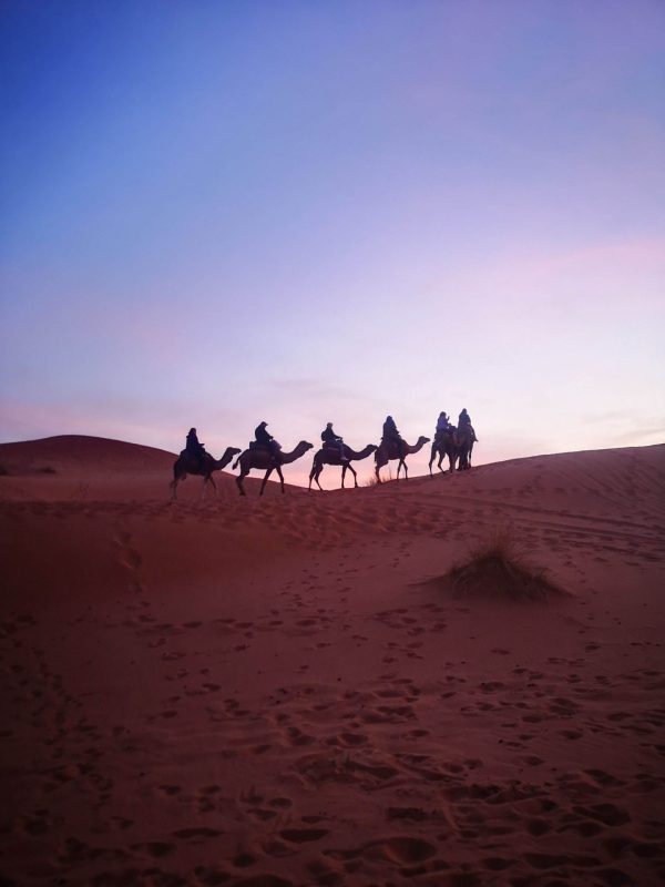sacharos dykuma marokas kupranugariai